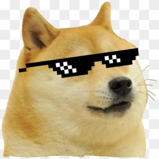 DOGE 8