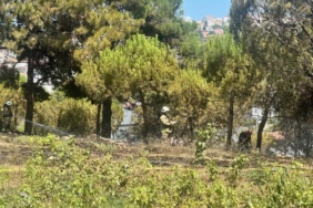 15 Temmuz Şehitler Köprüsü yakınları ile Büyükçekmece'de otluk alan yangını 37 15 Temmuz Şehitler Köprüsü yakınları ile Büyükçekmecede otluk alan yangını