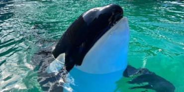 50 yıldır gösteri yapan balina Toki, özgür kalacakken hayata veda etti 24 50 yıldır gösteri yapan balina Toki özgür kalacakken hayata veda etti