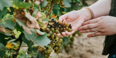 ABD’deki üzüm bağlarındaki hastalığa karşı NASA yardımı 39 ABDdeki üzüm bağlarındaki hastalığa karşı NASA yardımı