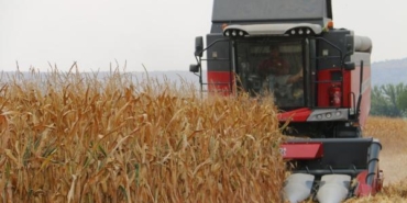 Adana'da mısır hasadı başladı, taban fiyat bekleniyor 8 Adanada mısır hasadı başladı taban fiyat bekleniyor