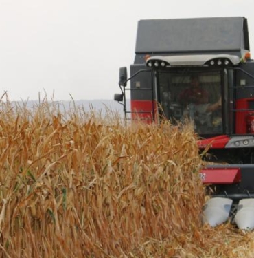 Adanada mısır hasadı başladı taban fiyat bekleniyor