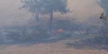 Adanada orman yangını