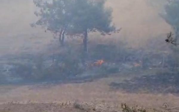 Adanada orman yangını