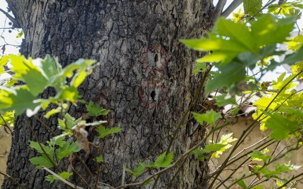 Ağaçtaki deliklerin nedeni kurşun değil böcek