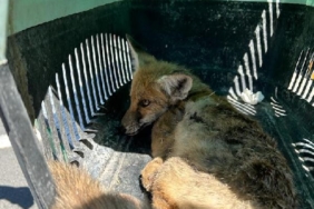 Ağrı'da yaralı yavru tilkiye ilk müdahale jandarmadan