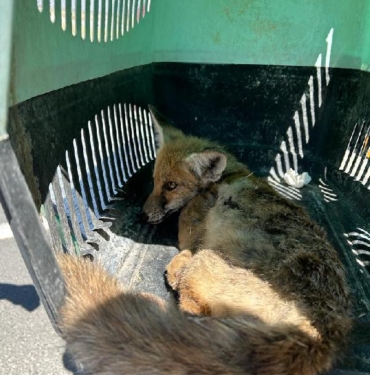Ağrı'da yaralı yavru tilkiye ilk müdahale jandarmadan