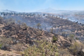 Aksarayda ot yangını ormana sıçradı 5 bin fidan yandı