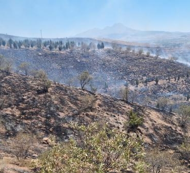 Aksaray'da ot yangını ormana sıçradı, 5 bin fidan yandı 8 Aksarayda ot yangını ormana sıçradı 5 bin fidan yandı