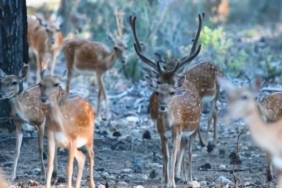 Alageyikte tüm zamanların en yüksek yavru sayısına ulaşıldı