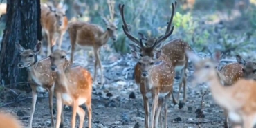 Alageyikte 'tüm zamanların en yüksek yavru sayısı'na ulaşıldı 35 Alageyikte tüm zamanların en yüksek yavru sayısına ulaşıldı