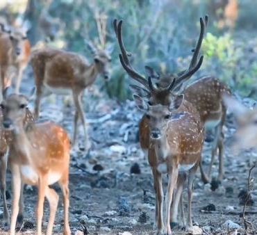 Alageyikte tüm zamanların en yüksek yavru sayısına ulaşıldı