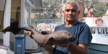 Alanya’da 'Ninja Lanternshark' türü köpek balığı yakalandı 12 Alanyada Ninja Lanternshark türü köpek balığı yakalandı
