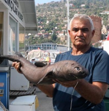 Alanyada Ninja Lanternshark türü köpek balığı yakalandı