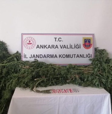 Ankarada hobi bahçelerine ekilmiş uyuşturucu madde bitkisi dronla tespit edildi