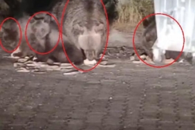 Anne ayı ile yavruları çöpten beslenirken görüntülendi