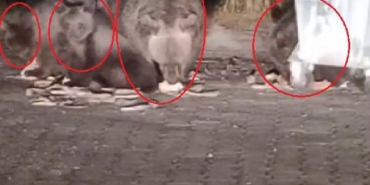 Anne ayı ile yavruları çöpten beslenirken görüntülendi 29 Anne ayı ile yavruları çöpten beslenirken görüntülendi