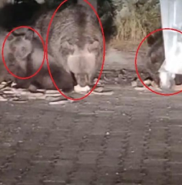Anne ayı ile yavruları çöpten beslenirken görüntülendi