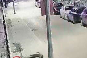 Antalyada başıboş 2 köpeğin kediyi boğduğu anlar kamerada