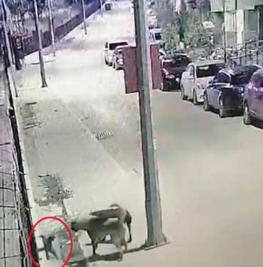 Antalyada başıboş 2 köpeğin kediyi boğduğu anlar kamerada