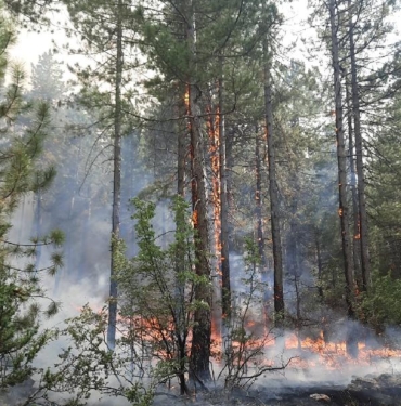 Antalya'da orman yangını (3) 3 Antalyada orman yangını 3