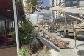 Arnavutköy'de çınar ağacı devrildi; yoldan geçenler kıl payı kurtuldu 5 Arnavutköyde çınar ağacı devrildi yoldan geçenler kıl payı kurtuldu
