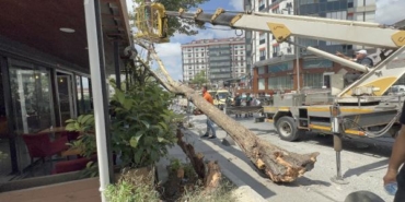 Arnavutköy'de çınar ağacı devrildi; yoldan geçenler kıl payı kurtuldu 7 Arnavutköyde çınar ağacı devrildi yoldan geçenler kıl payı kurtuldu