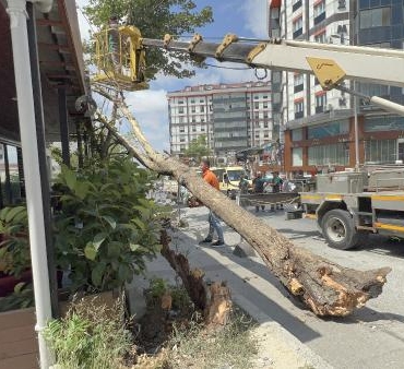 Arnavutköy'de çınar ağacı devrildi; yoldan geçenler kıl payı kurtuldu 9 Arnavutköyde çınar ağacı devrildi yoldan geçenler kıl payı kurtuldu