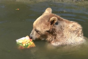 Aşırı sıcaklarda hayvanlar buzlu meyve kokteyli ve yağmurlama sistemiyle serinletildi