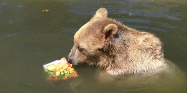 Aşırı sıcaklarda hayvanlar buzlu meyve kokteyli ve yağmurlama sistemiyle serinletildi