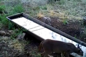 Aşırı sıcaklarda yaban hayvanlarına su desteği