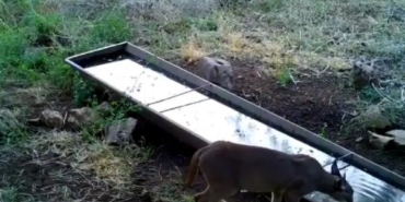 Aşırı sıcaklarda yaban hayvanlarına su desteği