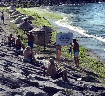 Avcılar sahilini yosun kapladı 7 Avcılar sahilini yosun kapladı