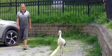 Avcılarda balıkçıdan yaralı leyleğe yardım eli