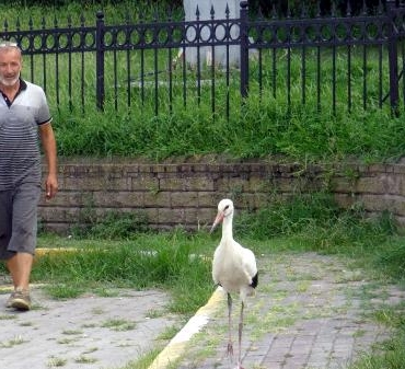 Avcılarda balıkçıdan yaralı leyleğe yardım eli