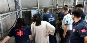 Avcılar'da boruya giren 3 yavru kedi kurtarıldı 3 Avcılarda boruya giren 3 yavru kedi kurtarıldı