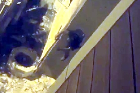 Avcılarda duvara tırmanan hırsız internet kablolarını çalarken yakalandı