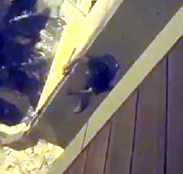 Avcılarda duvara tırmanan hırsız internet kablolarını çalarken yakalandı