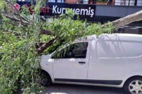 Avcılarda kaldırımdaki ağaç aracın üzerine devrildi