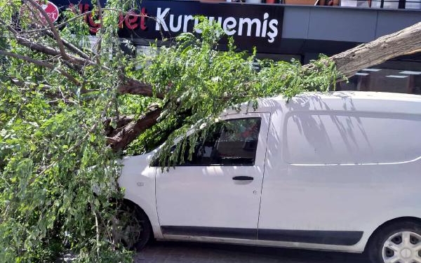 Avcılarda kaldırımdaki ağaç aracın üzerine devrildi