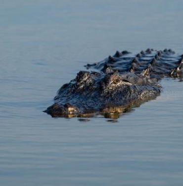 Avustralya Savunma Bakanlığı personeline yeterli eğitim vermemekle suçlandı