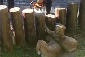 Ayakları kütüklerin arasına sıkışan yavru köpekler kurtarıldı