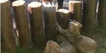 Ayakları kütüklerin arasına sıkışan yavru köpekler kurtarıldı