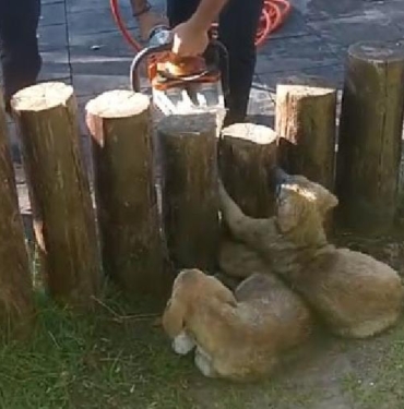 Ayakları kütüklerin arasına sıkışan yavru köpekler kurtarıldı