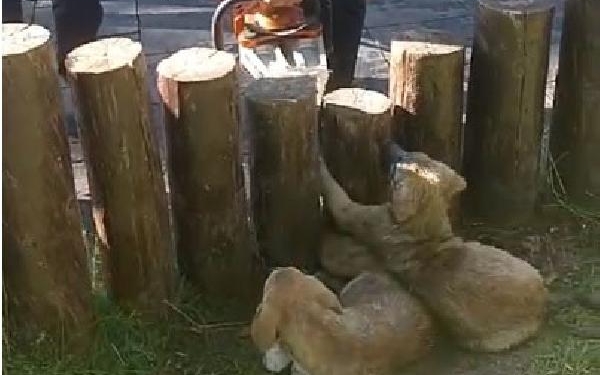 Ayakları kütüklerin arasına sıkışan yavru köpekler kurtarıldı 6 Ayakları kütüklerin arasına sıkışan yavru köpekler kurtarıldı