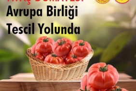 Ayaş domatesi AB tescili için son aşamada
