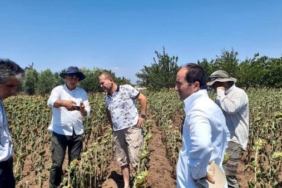 Ayçiçeğinde verim kaybı tespit çalışması 15 Ayçiçeğinde verim kaybı tespit çalışması