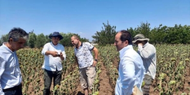 Ayçiçeğinde verim kaybı tespit çalışması