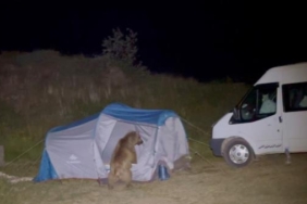 Ayılar çadırı parçalarken görüntülendi Ek fotoğraf