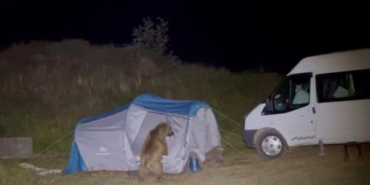 Ayılar çadırı parçalarken görüntülendi Ek fotoğraf